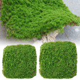 Enchanting Fairy Garden Set: Flower Pot, Moss Grass, and Wooden Fence